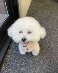 떡국이네 — 🐶 떡국이가 유치원에 갔는데요. 오늘따라 숑이 친구들이 많네요. 우와~. 신난다. 비숑파티... nel 2021