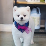 #펫살롱모우 #판교애견미용 #분당애견미용 #수지애견미용... 독스타그램 #개스타그램 #instadog #instapet #petgroomi… (With images)... 