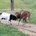 travel #해병대 #강원도가볼만한곳 #오션월드 #비발디파크 #국내여행 #맘스타그램 #육아스타그램 #맛스타그램 #먹스타그램 #양떼목장... 