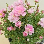 [진아플라워] 연핑크 꽃이 피는 여여쁜 미니사계찔레나무 190 화원 농원(Rosa multiflora) - 공기정화식물(air purifying plants)... 