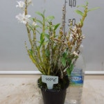 자생석곡411-6-자연산 농장증식품-전남신안산-동일품배송 - 야생화(Wild Flower)
