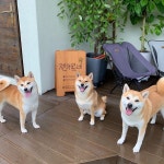 부슬비 내리는 #젠치로네 👍👍 #방봄 #밤비 #시바 #시바견 #시바이누 #강아지 #댕댕이 #개스타그램 #시바스타그램... 