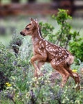 Deer에 관한 45개의 최상의 Pinterest 이미지 | 사슴, 야생 동물 및 아기 동물 Deer