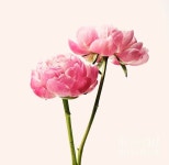 Pin de 박숙경 em 보태니컬아트 | Looks