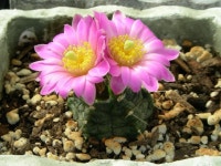 Echinocereus knippellianus v. reyesii | 선인장
