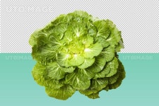 유토이미지 | 봄동 PNG