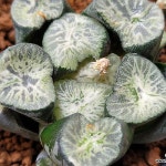 평월만상 대묘 72-19(Haworthia maughanii) - 하월시아(Haworthia)