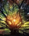 Garden에 관한 8개의 최상의 Pinterest 이미지 | Victorian, 빅토리안 집 및 집 Garden