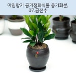 아침향기 공기정화식물 옹기화분, 07.금전수 아침향기 공기정화식물 옹기화분, 07.금전수 | 화분, 세라믹
