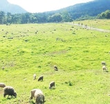 무등산양떼목장6.jpg | 단풍