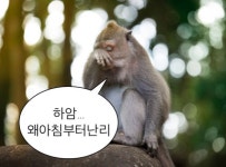 원숭이 짤25