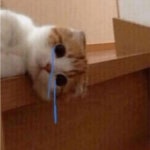 준아……..🥹 trong 2023 | Mèo hài hước, Hài hước về mèo, Ảnh mèo hài hước