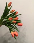 #자몽튤립#tulips #goodnight : : : #saintjane#saintjaneflower#interior#flower#ootd#wedding#bouquet#propose#lesson #세인트제인... 