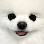 Pin de 양정윤 en 내 저장 | Perros pomerania, Perros, Animales