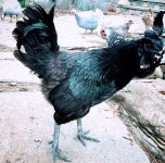 Farm Birds에 있는 ThatOneGirl님의 핀