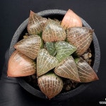 (특가)수정콤프토니아(대묘) 101-72(Conophytum comptonii) - 하월시아(Haworthia)