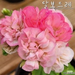 달보드레 한국제라늄 동일품배송(Pelargonium(Geranium)) - 공기정화식물(air purifying plants)