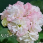 핑크클라우드 (식물의사생활) 한국제라늄(Geranium/Pelargonium) - 공기정화식물(air purifying plants)