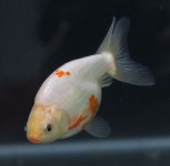 하백노리에 있는 CUNA님의 핀