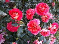 My  garden  나의정원에 있는 ok hwa jang님의 핀