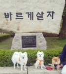 바르개 살자 . . . . #강아지 #애견 #반려견 #폼피츠 #포메라니안... 폼피츠그램  바르개 살자 . . . . #강아지 #애견 #반려견 #폼피츠... 