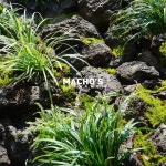 machos.sachunki 플랜테리어 planterior