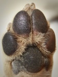 Puppy love!에 관한 26개의 최상의 Pinterest 이미지 Puppy love!