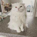 울 투실이 ...