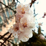 봄이 왔어요~ ^^ 예쁜 벚꽃 한 컷~ ^^ | 벚꽃