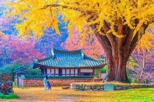 “이렇게 큰 은행나무는 처음이에요!”… 10월 가기 좋은 자연명소 추천
