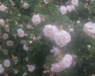 𝐢𝐜𝐨𝐧𝐬★에 있는 ₊˚⊹ꪗꫀꪮ᭙꠸ꪀᧁ⊹˚₊님의 핀 - 2024 | 꽃 미학, 자연 미학, 짙은 녹색 미학