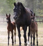 Arab mare with twins! | 말