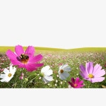 꽃바다 가든 | Flowers, Garden, Plants