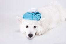 PHO343, PHO343c, 스튜디오, 실내, 라이프, 포유류, 포유동물, 반려동물, 반려견, 개, 강아지, 애완견, 의인화, 귀여운,… | 포유동물, 강아지