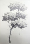 [drawing step by step] Drawing a Pine Tree - Basic Pencil drawing process 소나무그리기 과정 - 기초 연필 데생 드로잉 <남일 데생>