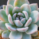Monroe) - 다육식물(Succulents) 먼로금1520(E. cv Laulindsayana Monroe) - 다육식물(Succulents) | 다육 식물, 식물, 농장