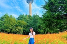 “1억만 송이 황화코스모스”… 주홍빛 물결 만날 수 있는 경북 여행지 “1억만 송이 황화코스모스”… 주홍빛 물결 만날 수 있는 경북... 