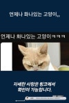 언제나 화나있는 고양이,,