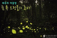 반딧불이 홀릭에 빠진 제주의 여름, 나만의 반딧불이 촬영법
