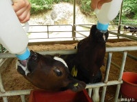 소 방귀 냄새까지도 즐거운 추억이 되는 청계목장 목장체험.. | Horses, Animals