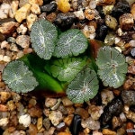 (할인)Z1만상(중소묘) 109-106(Haworthia maughanii) - 하월시아(Haworthia)
