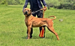 TOP DOGS에 있는 CH JEONG RICHARD님의 핀