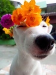 Cães에 관한 338개의 최상의 Pinterest 이미지 Cães