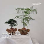 #토피어리 #아스파라거스 #교육청 수업