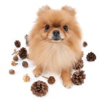 Artlist Collection THE DOG (Pomeranian). Looks like my guy.(이미지 포함)