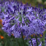 Pin by youngran seo on 아름다운 꽃 in 2020 | Agapanthus, Evergreen, Backyard landscaping