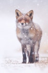 30 Adorable Photos Of Foxes In The Snow | 동물, 귀여운 동물, 귀여운 고양이