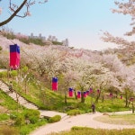 Seodaemun,Seoul #서대문안산#안산벚꽃길#안산자락길 사람 너무 많아서 없는 곳 찾아서 후다닥 찰칵