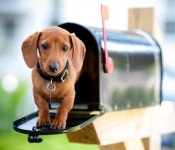 haha에 관한 18개의 최상의 Pinterest 이미지 | 강아지, 새끼 고양이 및 창조적인 아이디어 haha