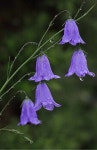Harebells after the rain - the blue bells of Scotland- Photo Chris Sharratt(이미지 포함) | 꽃 사진, 아름다운 꽃, 꽃